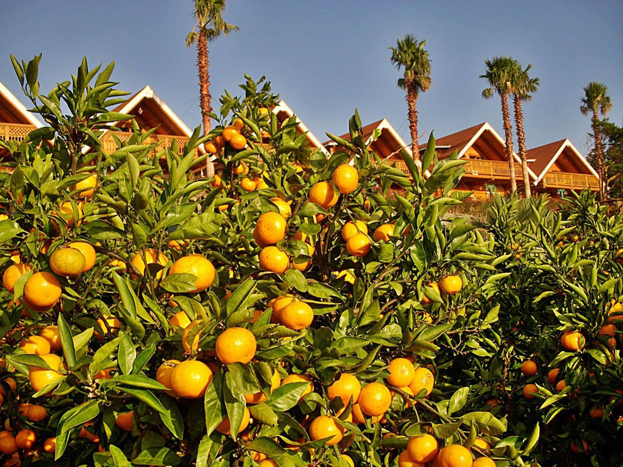 סאוגוויפו Jungmun Log Pension & Resort מראה חיצוני תמונה